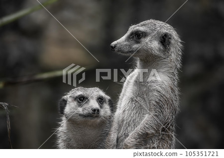 特寫站在岩石上警戒的狐獴 105351721