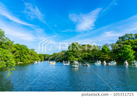 [Tokyo] Inokashira Pond in Inokashira Park with many swan boats 105351725