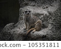 一隻坐在岩石上的狐獴 105351811