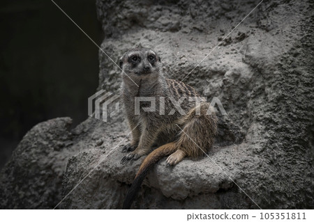 A meerkat sitting on a rock A meerkat sitting on a rock 105351811