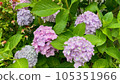 Hydrangea in full bloom 105351966