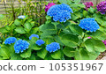 Blue hydrangea photo 105351967