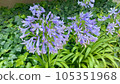 Pictures of Agapanthus 105351968
