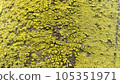 Photo of yellow candle moss growing on the surface of a tree 105351971