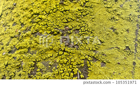 Photo of yellow candle moss growing on the surface of a tree 105351971