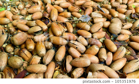 acorn background image 105351976