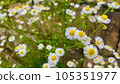 picture of fleabane 105351977