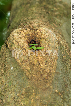 新的植物從樹的節孔中發芽 105351988