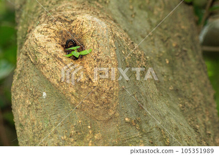 新的植物從樹的節孔中發芽 105351989