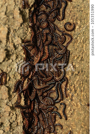 千足蟲成群生長在樹幹上 105351990