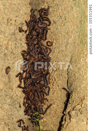 千足蟲成群生長在樹幹上 105351991