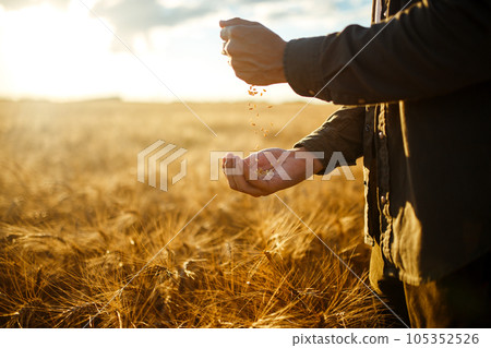 Amazing Hands Of A Farmer Close-up Holding A Handful Of Wheat Grains In A Wheat Field. 105352526