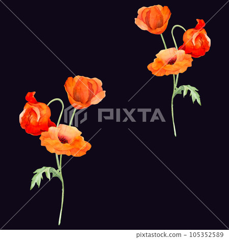 Watercolor seamless pattern with hand drawn summer bright red poppy flowers. Isolated on color background. Design for invitations, wedding, love or greeting cards, paper, print, textile 105352589