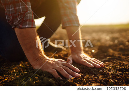 Male hands touching soil on the field. Expert hand of farmer checking soil health before growth. 105352708
