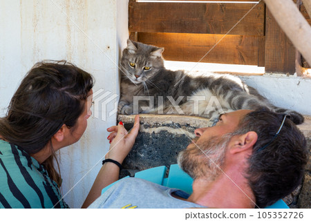 Cat lying down in relaxation looking at a young couple in the garden. Human-animal relationships. Pet care. Funny pet. Adopted pet. Cat lying down in relaxation looking at a young couple in the garden. Human-animal relationships. Pet care. Funny pet. Adopted pet. 105352726