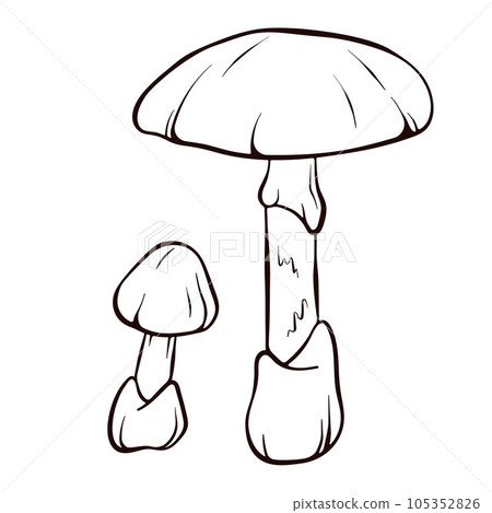 The Death Cap inedible mushroom in line art style. Amanita phalloides sketch icon. Vector illustration isolated on a white background. The Death Cap inedible mushroom in line art style. Amanita phalloides sketch icon. Vector illustration isolated on a white background. 105352826