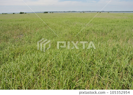 A vast field of reeds that spreads over a large wetland in summer A vast field of reeds that spreads over a large wetland in summer 105352954