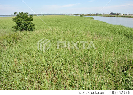 A vast field of reeds that spreads over a large wetland in summer A vast field of reeds that spreads over a large wetland in summer 105352956
