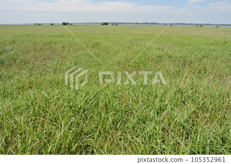 A vast field of reeds that spreads over a large wetland in summer A vast field of reeds that spreads over a large wetland in summer 105352961