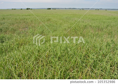 夏季，廣闊的蘆葦田遍布大片濕地 105352986