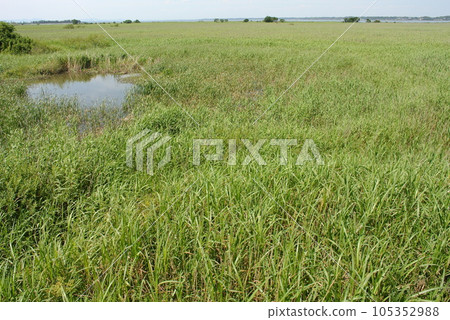 A vast field of reeds that spreads over a large wetland in summer A vast field of reeds that spreads over a large wetland in summer 105352988