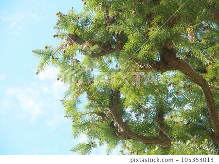 Chinese fir leaves looking up Chinese fir leaves looking up 105353013