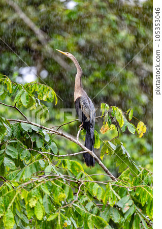 Snakebird, darter, American darter, or water turkey, Anhinga anhinga, Costa Rica Snakebird, darter, American darter, or water turkey, Anhinga anhinga, Costa Rica 105353046