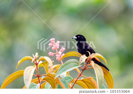 Scarlet-rumped tanager tanager - Ramphocelus passerinii 105353064