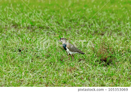 Southern lapwing (Vanellus chilensis), commonly called quero-quero. Wildlife and birdwatching in Costa Rica. 105353069
