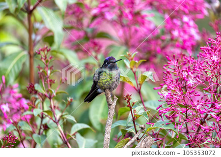 violet-headed hummingbird (Klais guimeti), San Gerardo de Dota, Costa Rica. violet-headed hummingbird (Klais guimeti), San Gerardo de Dota, Costa Rica. 105353072