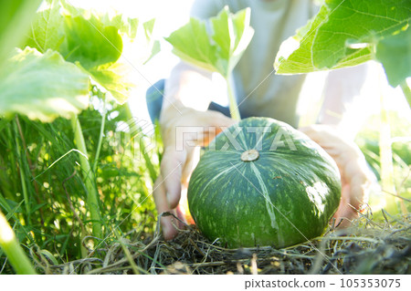 farmer harvesting pumpkins 105353075
