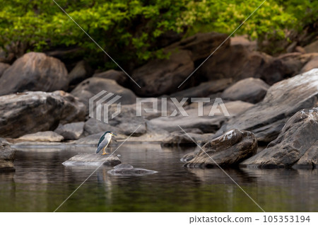 Black crowned or capped night heron or Nycticorax nycticorax bird perched on big rock in natural green scenic background in river water at forest of central india 105353194