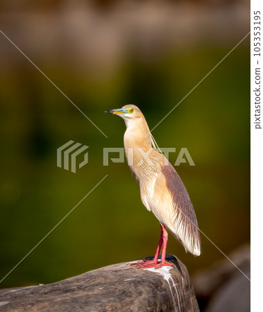 adult Indian Pond Heron or Ardeola grayii bird in breeding plumage and natural green background perched on big rock in golden hour sunset light at forest of central india asia adult Indian Pond Heron or Ardeola grayii bird in breeding plumage and natural green background perched on big rock in golden hour sunset light at forest of central india asia 105353195