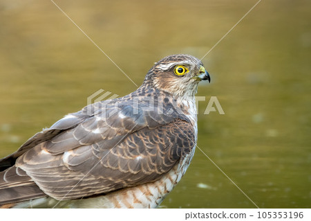 eurasian or northern sparrowhawk or accipiter nisus closeup in waterhole for quenching thirst during safari in keoladeo national park or bharatpur bird sanctuary rajasthan india asia eurasian or northern sparrowhawk or accipiter nisus closeup in waterhole for quenching thirst during safari in keoladeo national park or bharatpur bird sanctuary rajasthan india asia 105353196