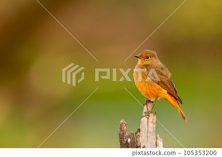Black redstart or Phoenicurus ochruros beautiful bird portrait with natural green background at keoladeo national park or bharatpur bird sanctuary rajasthan india 105353200