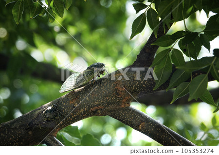 夏日,熊澤米棲息在一棵樹上 夏日,熊澤米棲息在一棵樹上 105353274