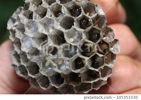 紙黃蜂巢和里面的幼蟲 105353330
