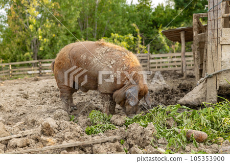Mangalica Hungarian breed Mangalica Hungarian breed 105353900