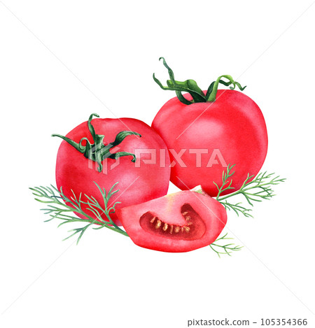 A composition with whole fresh red tomatoes, slice and dill. Watercolor illustration isolated on white for clip art, menu, label, package 105354366
