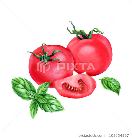 A composition with whole fresh red tomatoes, slice and basil. Watercolor illustration isolated on white for clip art, menu, label, package 105354367