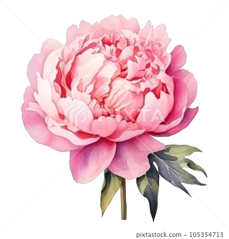 Watercolor peony flower isolated Watercolor peony flower isolated 105354713