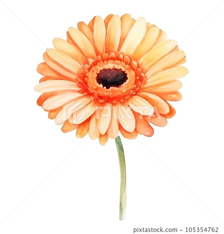 Watercolor gerbera flower isolated Watercolor gerbera flower isolated 105354762