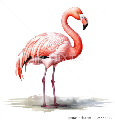 Watercolor pink flamingo isolated Watercolor pink flamingo isolated 105354849