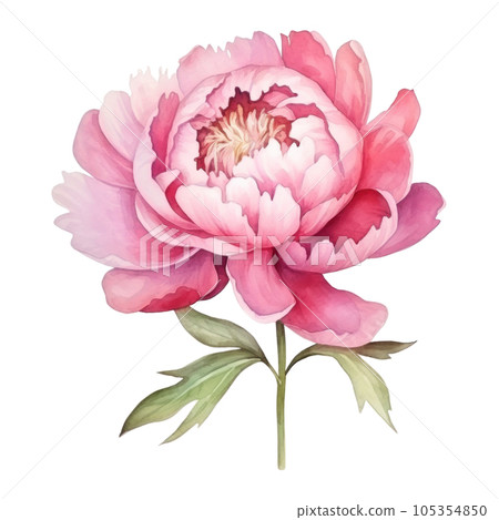 Watercolor peony flower isolated Watercolor peony flower isolated 105354850