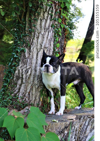 Mighty, a Boston terrier, resting in the shade of a cool forest in Aigo no Sato, Hatoyama in summer♡ 105355359
