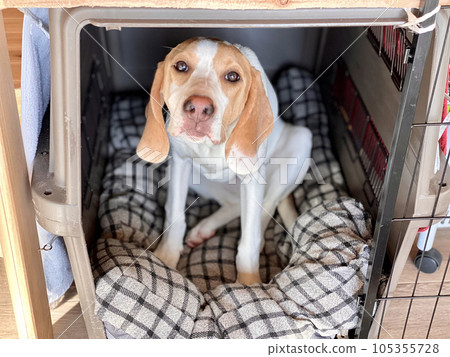 Dog looking up from inside the house Dog looking up from inside the house 105355728