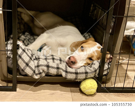 一隻狗躺在籠子裡，球在前面 105355730