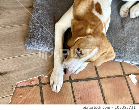 狗在破爛的地墊上咀嚼 狗在破爛的地墊上咀嚼 105355731