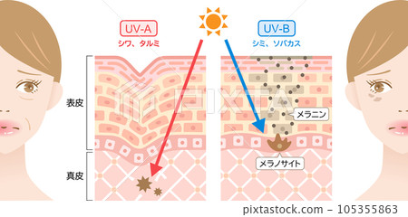 紫外線 UVA 和 UVB 婦女和皮膚橫截面 105355863