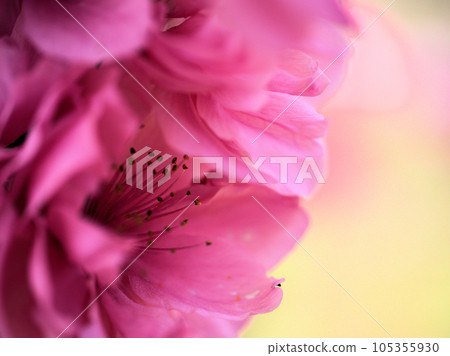 Peach blossoms blooming in April "Yaguchi" 105355930